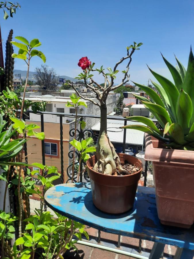 La Terraza Del Pochote Oaxaca المظهر الخارجي الصورة