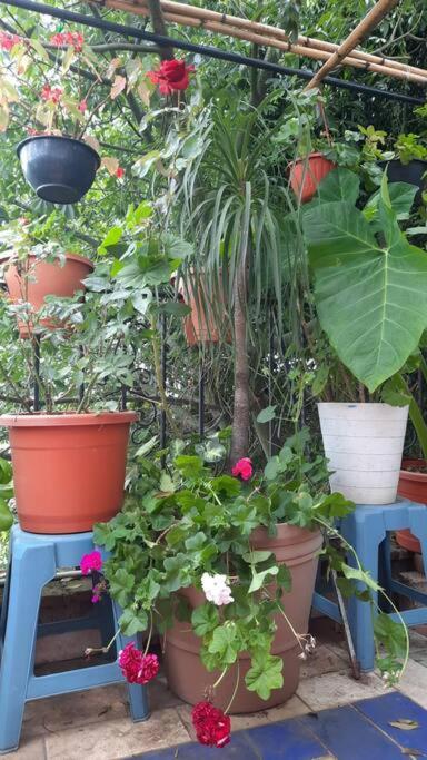 La Terraza Del Pochote Oaxaca المظهر الخارجي الصورة