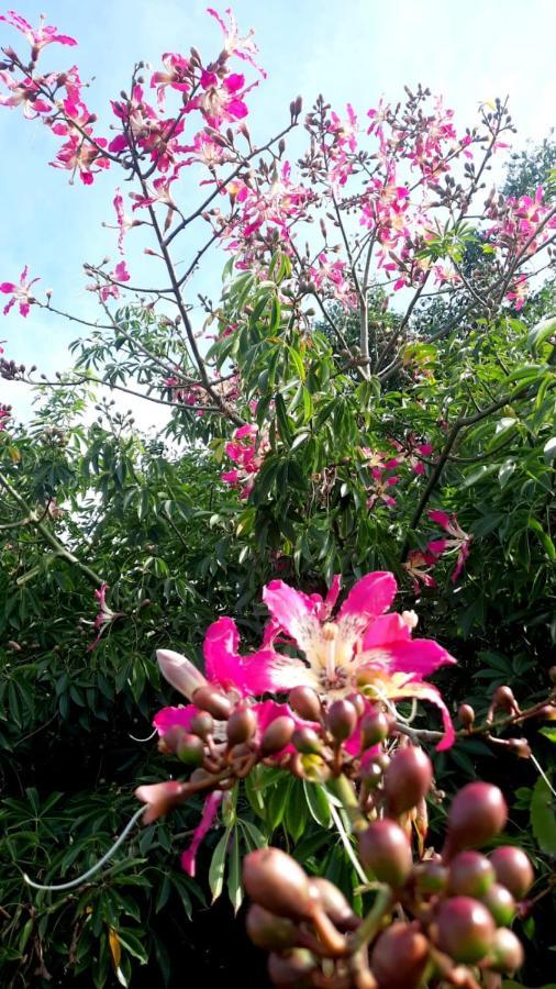 La Terraza Del Pochote Oaxaca المظهر الخارجي الصورة